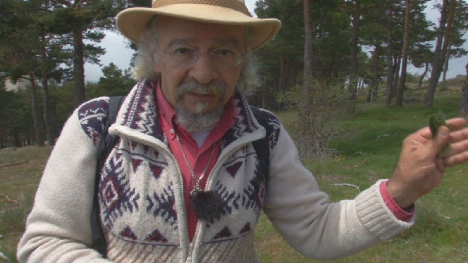 Llantén: aliado de la piel