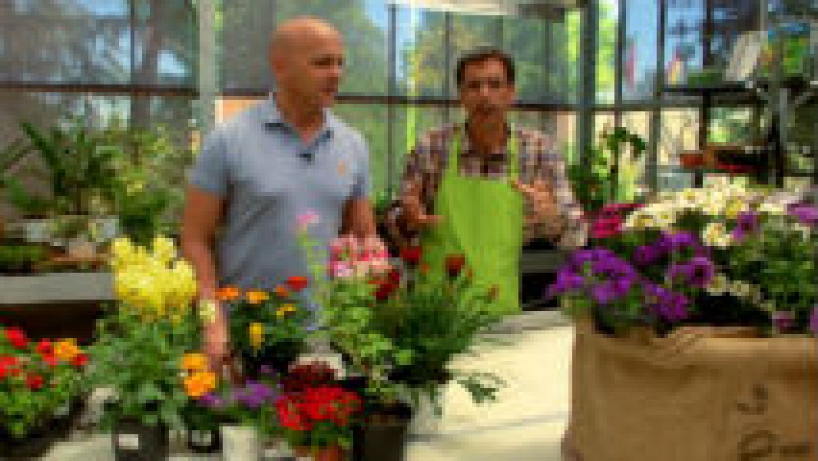  Trucos para cuidar plantas en verano