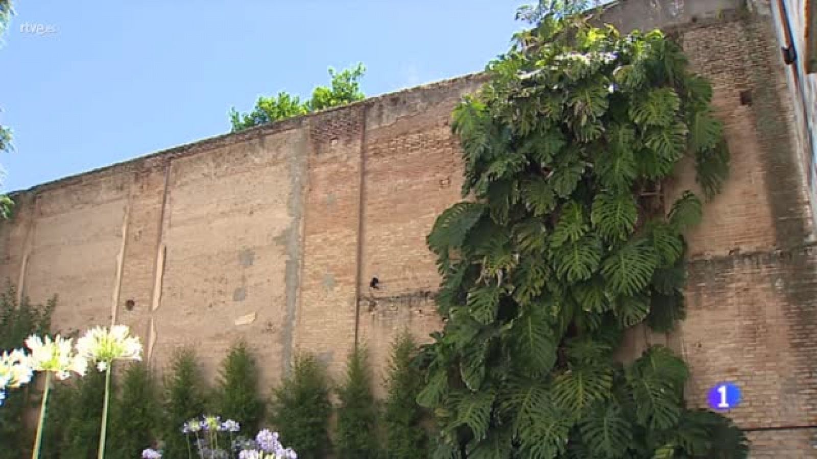 Sin programa: "La Costilla de Santa Clara" de Manuel León : Homenaje a una planta | RTVE Play