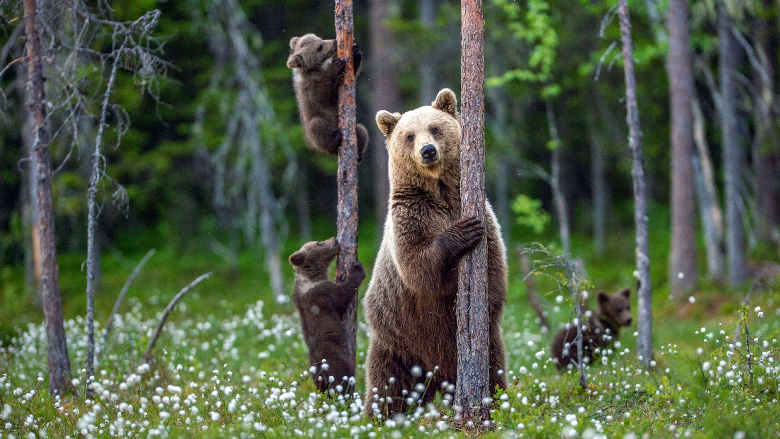 Grandes documentales - El imperio de los Grizzly - RTVE.es