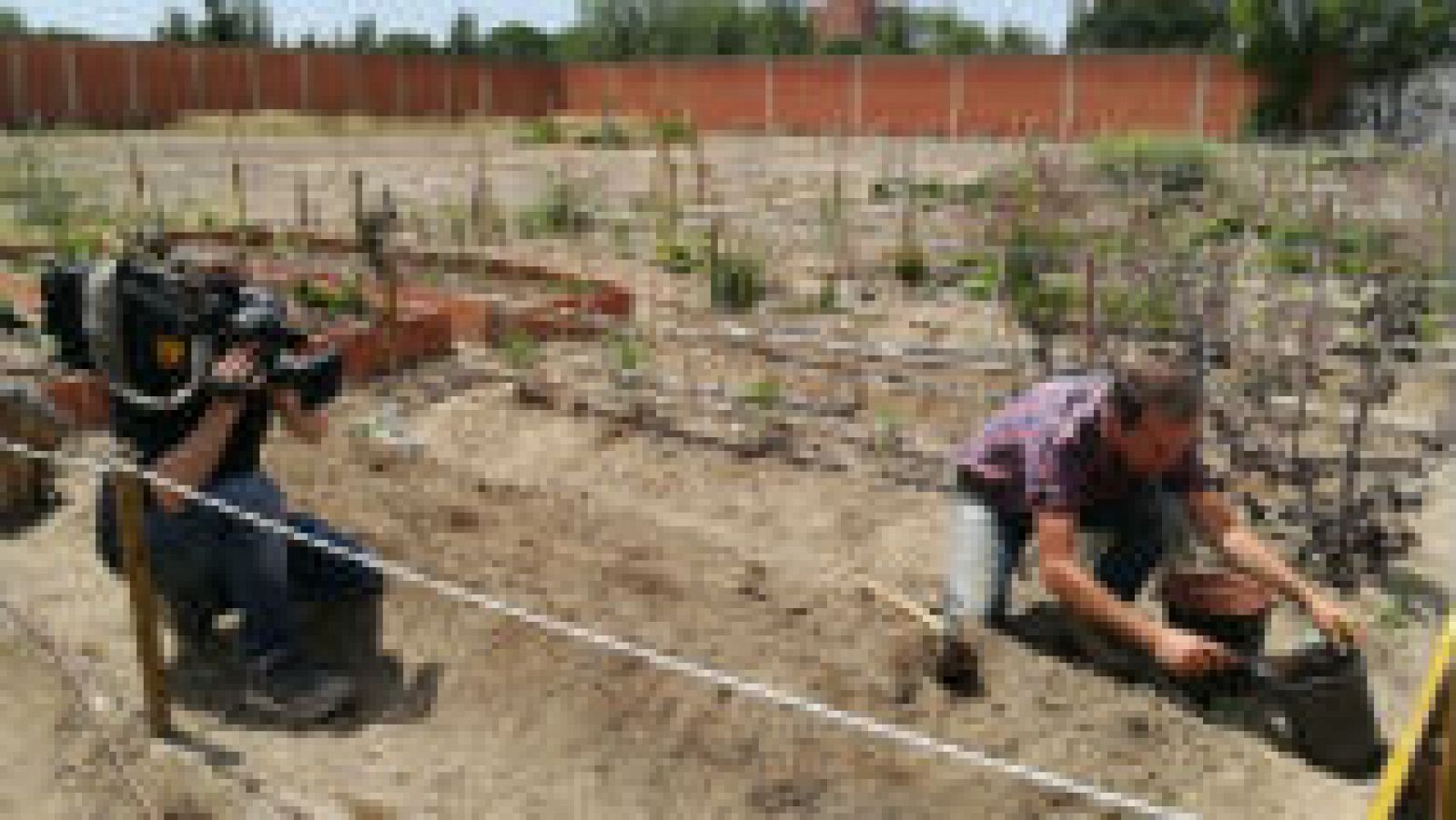 Cómo plantar melón