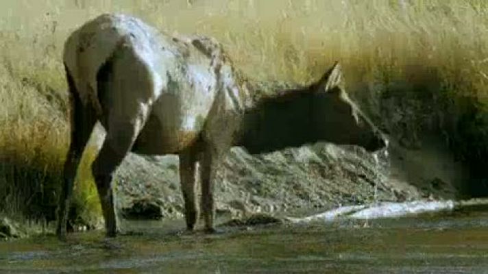 El documental - En Planeta Selva, el bosque de las coníferas y los gigantes en California