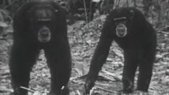 El planeta azul - Los chimpancés (I)