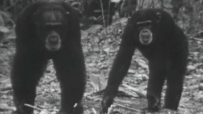 Los chimpancés (I)