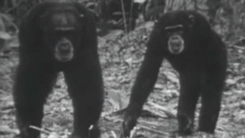 El planeta azul - Los chimpancés (I)