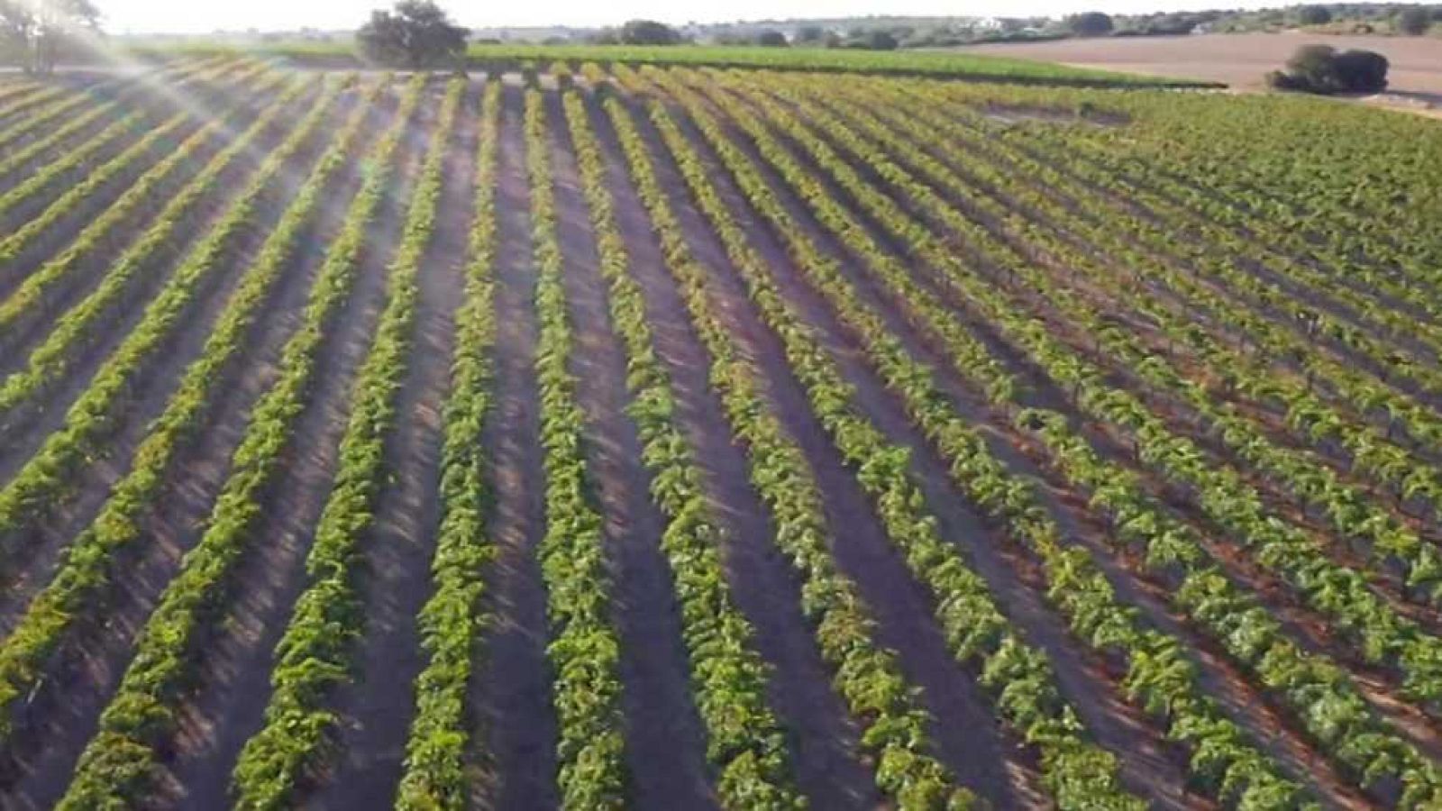 Agrosfera - 17/06/17 - ver ahora