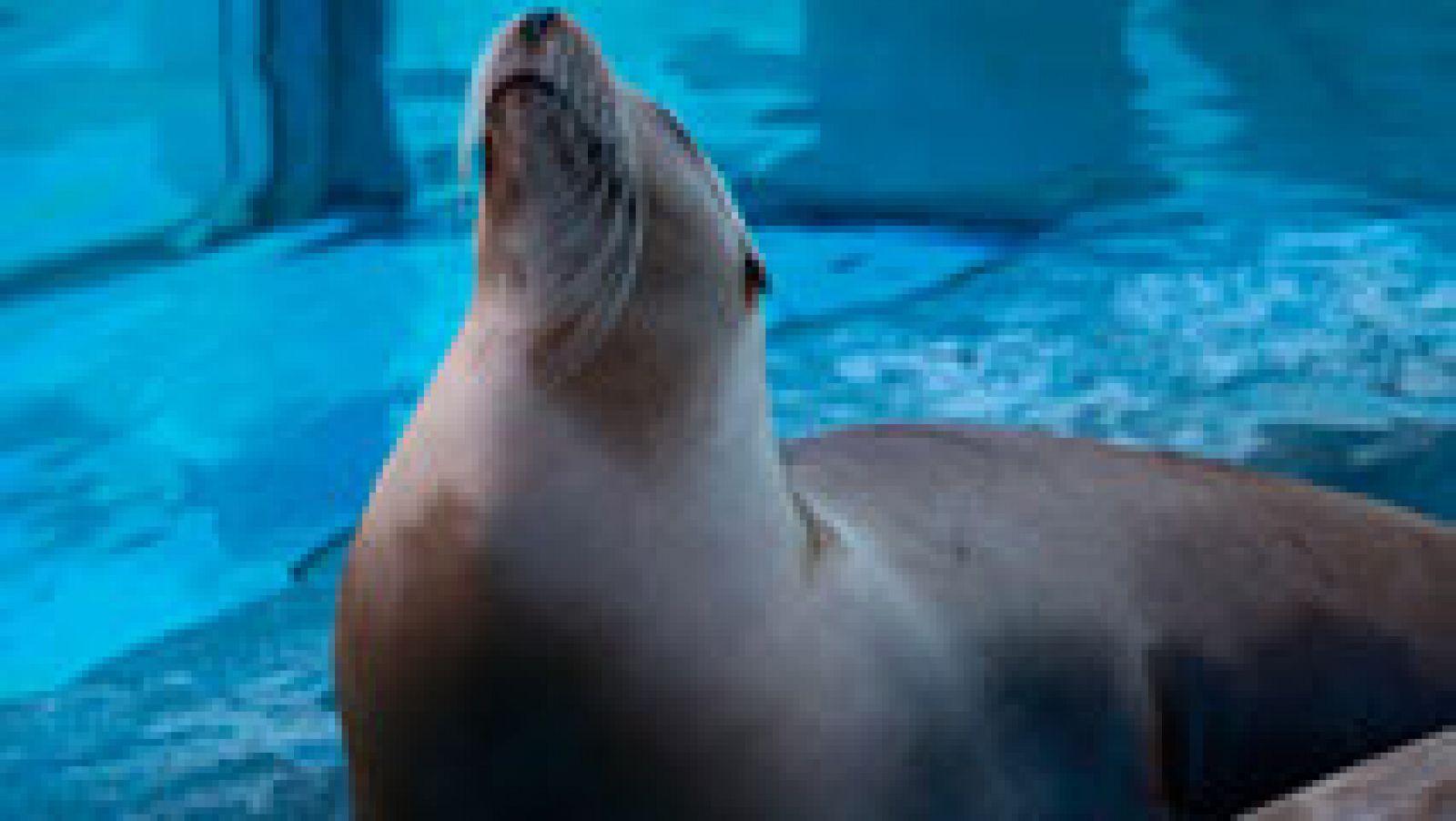 Educar en medio ambiente, clave para cuidar los océanos