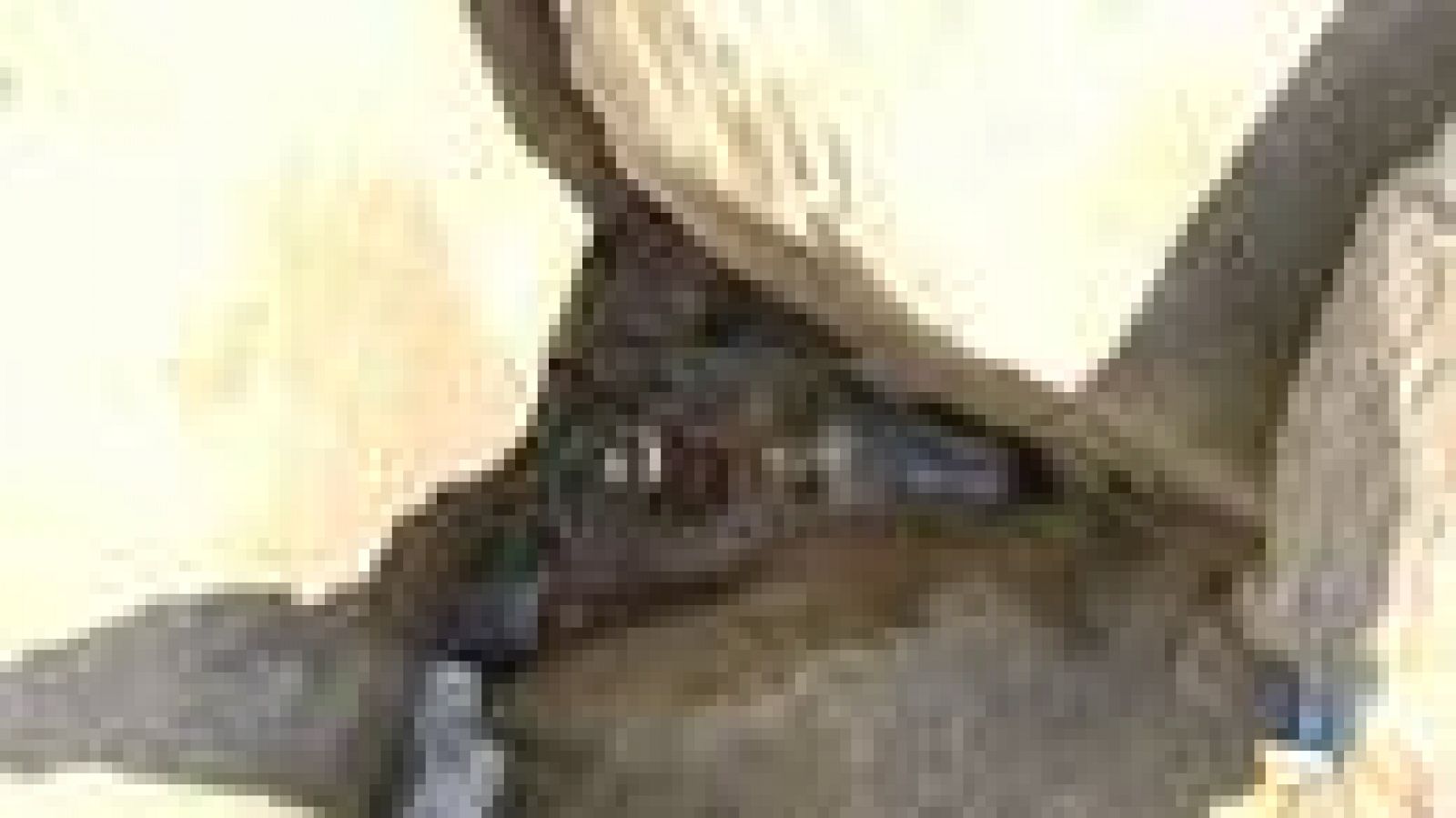 Novè triatló de Barcelona per la preservació dels fons marí