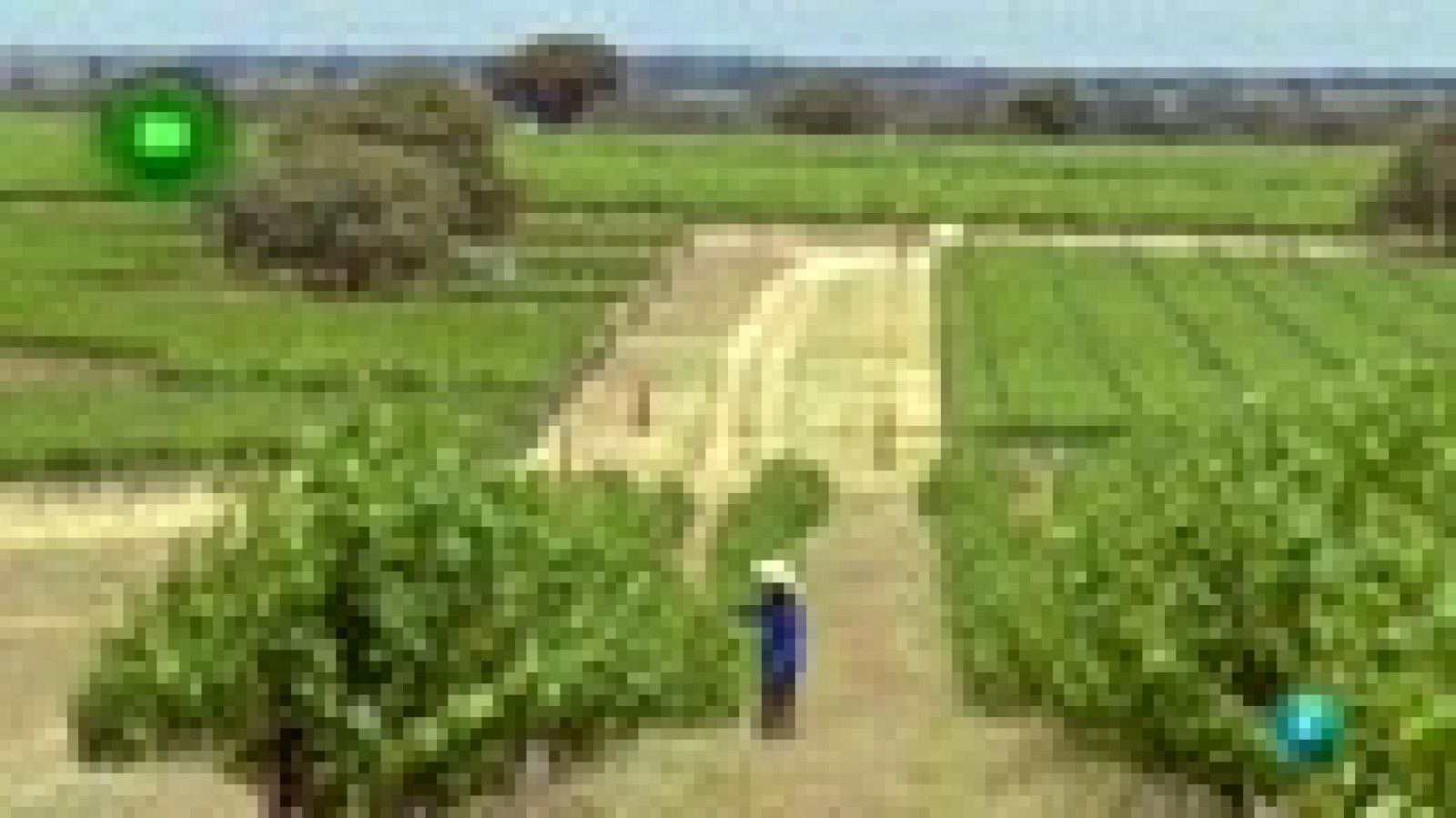 AGR EN CLAVE RURAL LA RODA