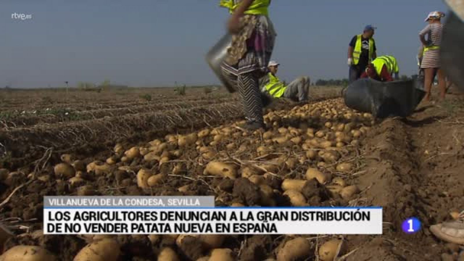 Sin programa: 35 millones de pérdidas en el campo sevillano por la patata vieja francesa | RTVE Play