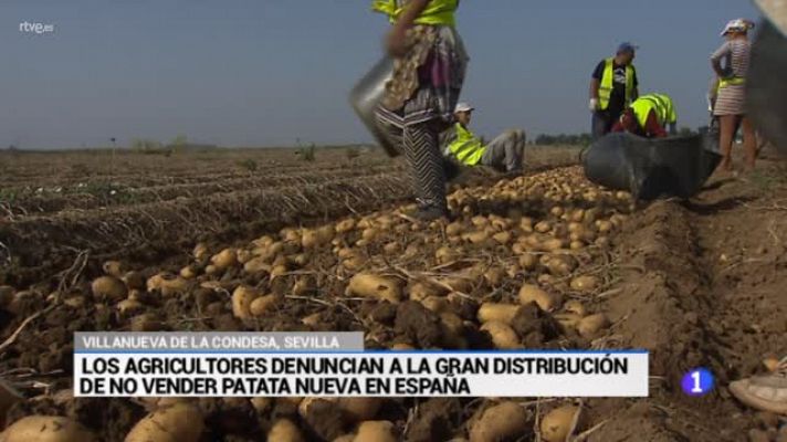 35 millones de pérdidas en el campo sevillano por la patata vieja francesa