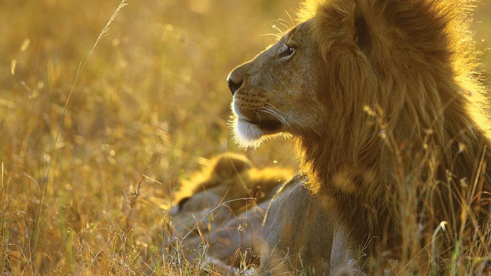 Grandes documentales - La manada: Monarcas en peligro - ver ahora