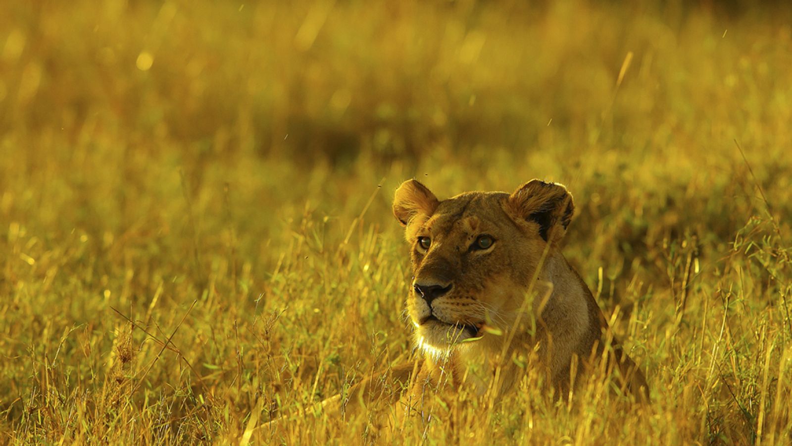 Grandes documentales - La manada: Días peligrosos - ver ahora