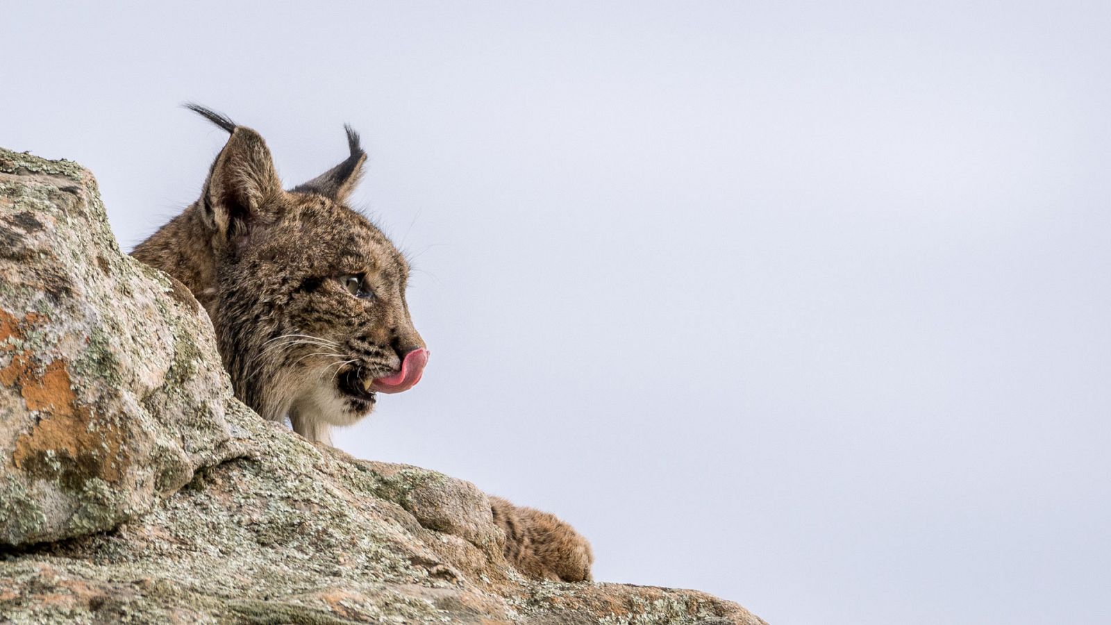 Grandes documentales - El regreso del lince ibérico - RTVE.es