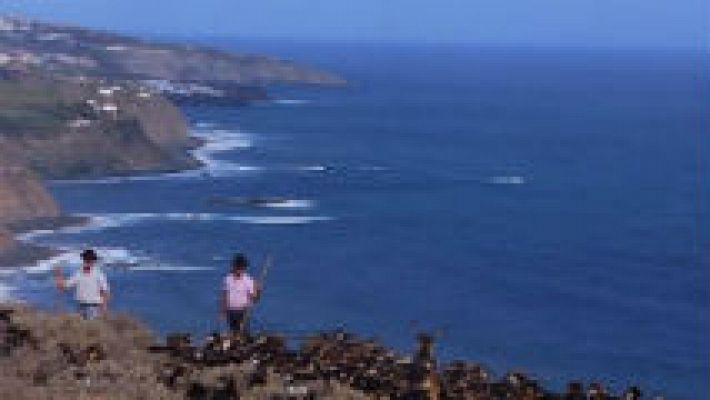 En San Juan, las cabras se bañan en el mar