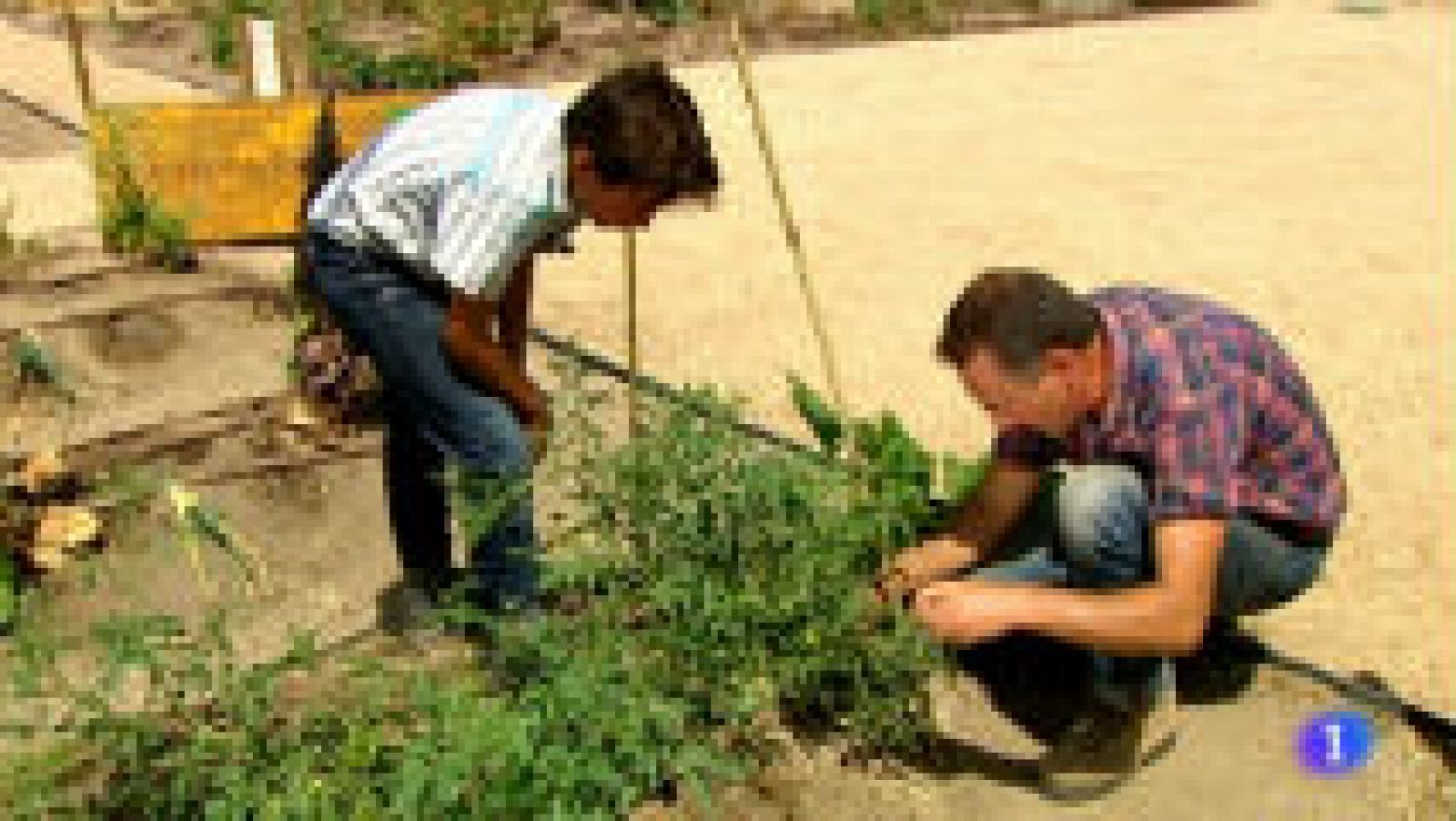 Aprende a entutorar tomates