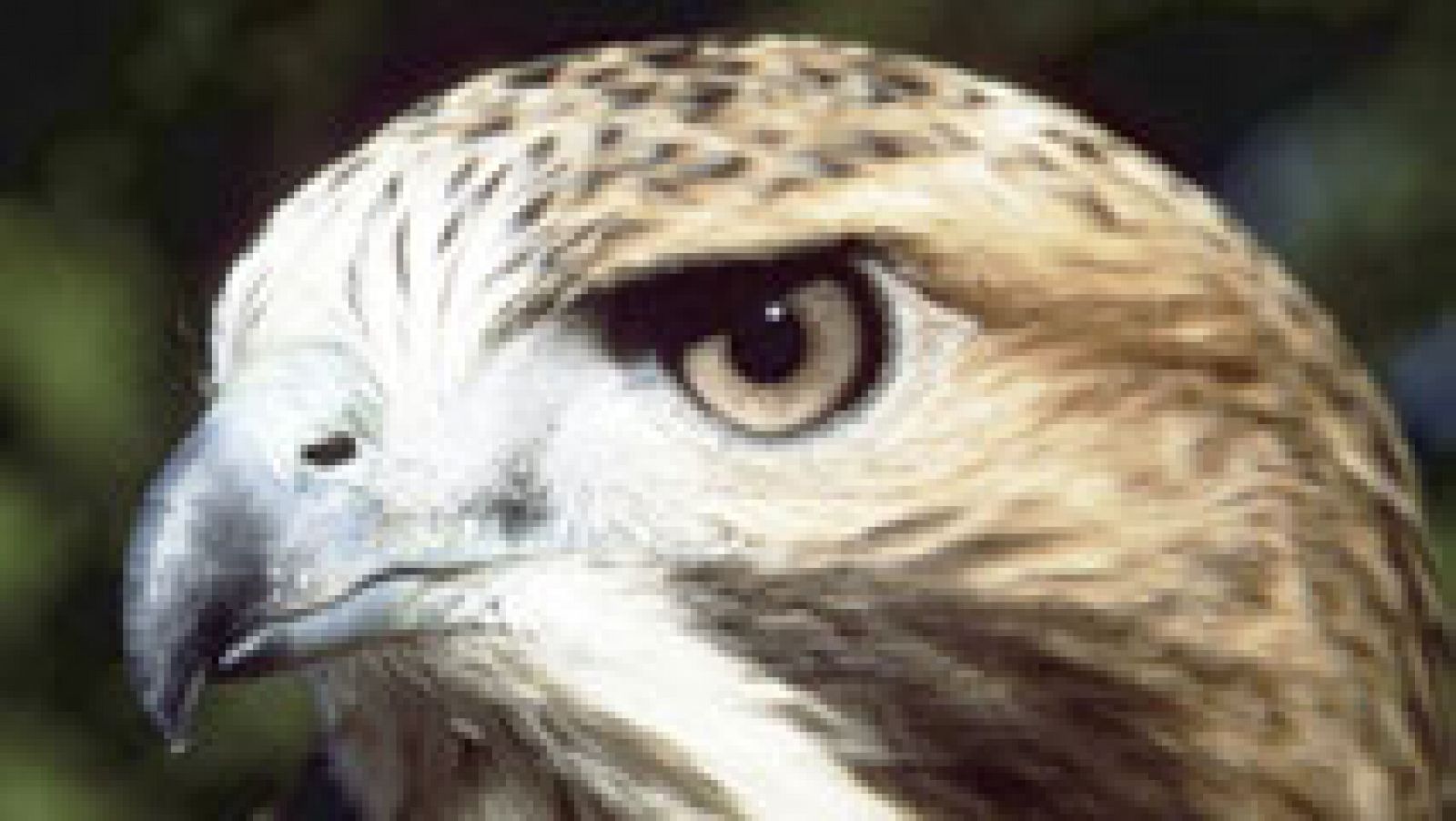 Telediario 1: Nuevo anidamiento en el Pirulí de halcones peregrinos | RTVE Play