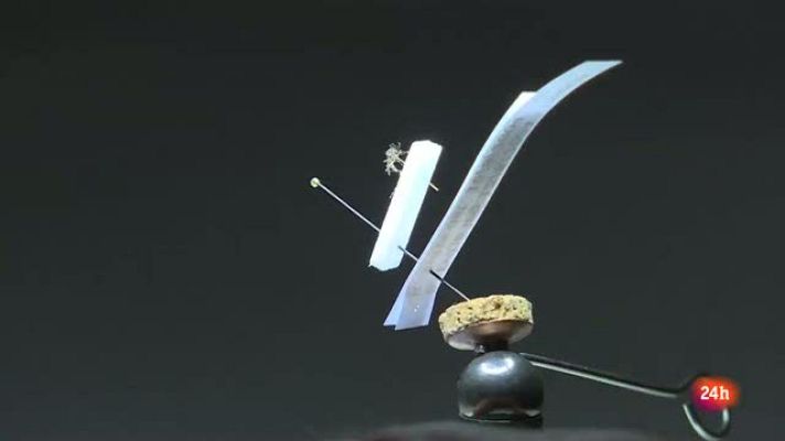 Repor - Roger Eritja nos muestra la fisonomía del mosquito tigre