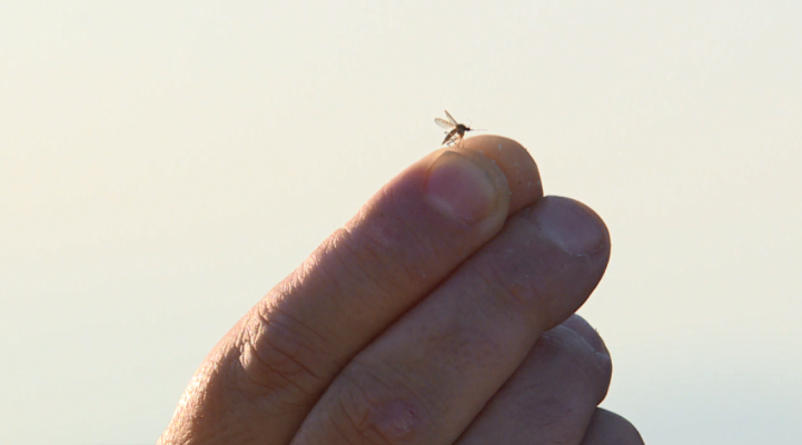 Repor - Guerra al mosquito