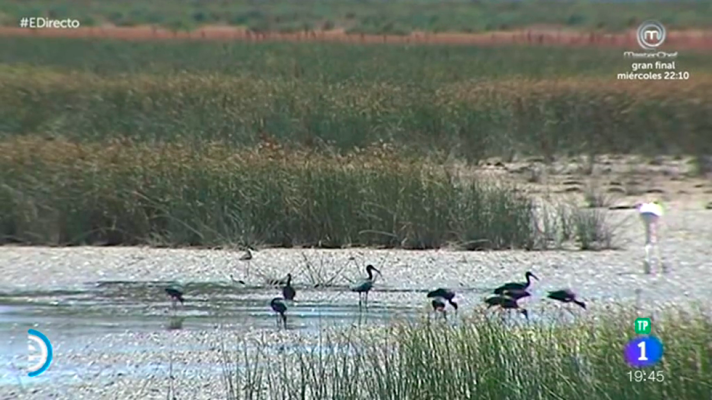 España Directo - Los sonidos de Doñana