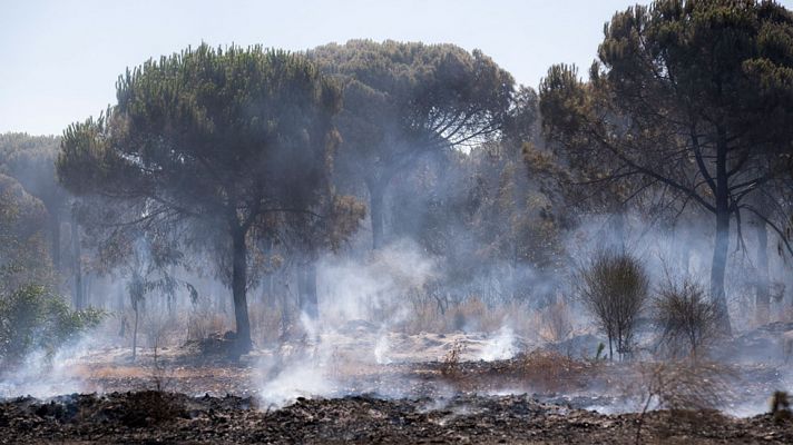 Dan por controlado el incendio forestal de Moguer, Huelva