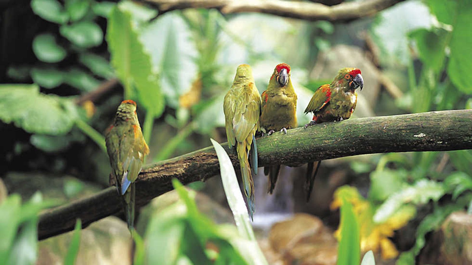 Grandes documentales - Secretos de la vida salvaje: Secretos de los mundos perdidos - ver ahora