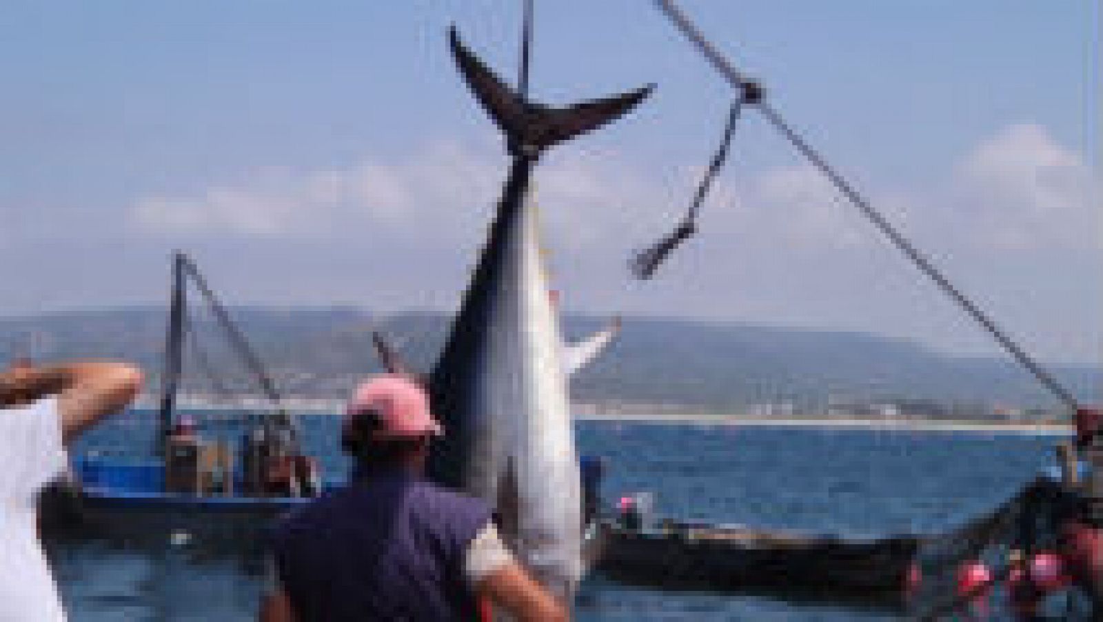 Cómo se pesca el atún de almadraba