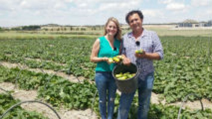 Aquí la Tierra - Pepino: fruto de verano