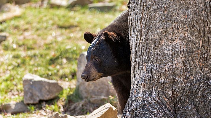 La osa negra en el confín del mundo