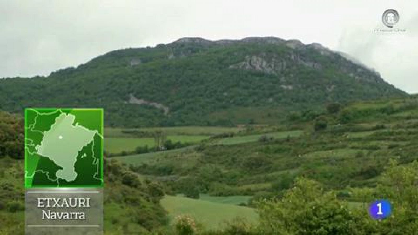 Jaca navarra, raza pura