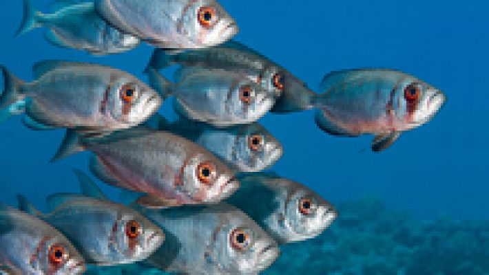 La ciguatera, el 'nuevo anisakis', llega a los pescados que consumimos en Europa