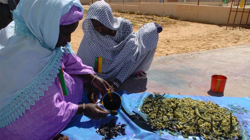 En Mauritania, la sequía que afecta al Sahel desde hace cinco años está causando una crisis alimentarIa que afecta a casi medio millon de personas. 