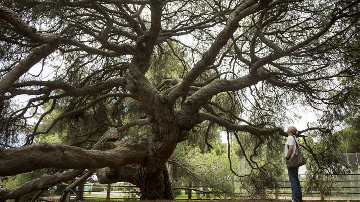 Telediario 1 - Doñana recupera la tranquilidad y el sector turístico piensa en sus negocios
