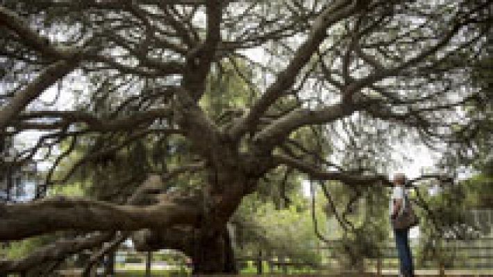 Telediario 1 - Doñana recupera la tranquilidad y el sector turístico piensa en sus negocios