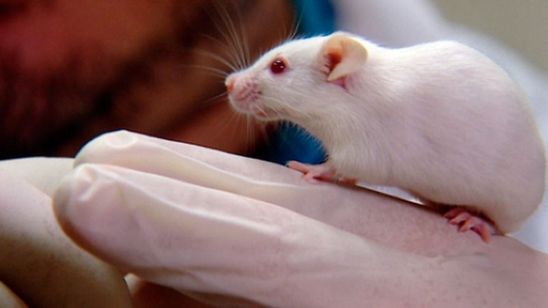 Investigadores del CNIO han desarrollado una técnica que permite visualizar las fases más tempranas del melanoma y bloquear su metástasis.