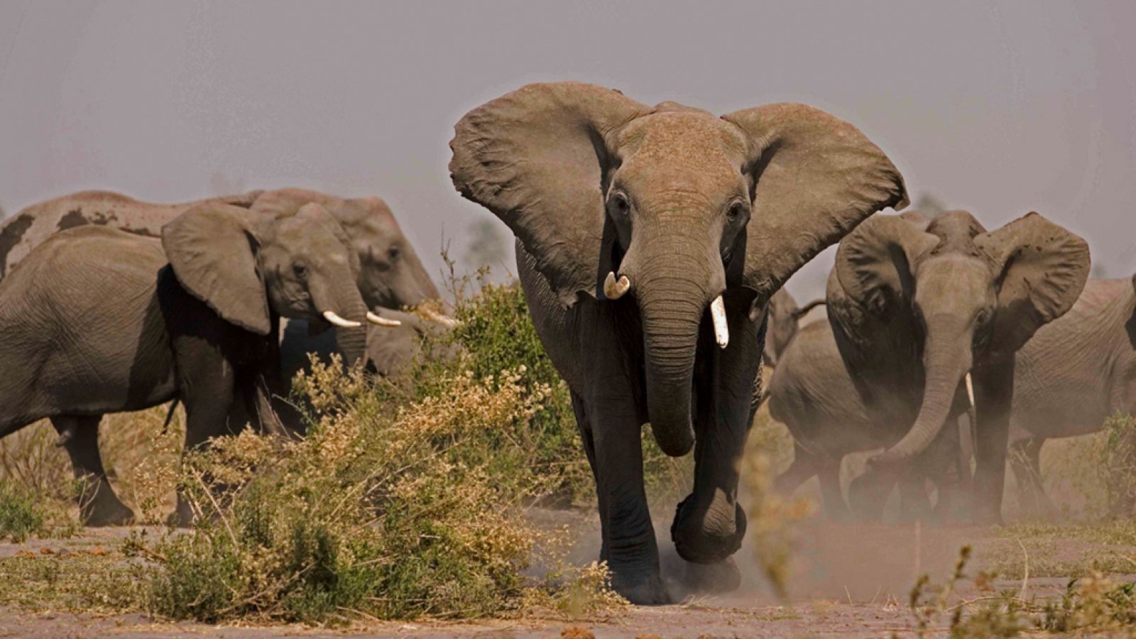 Grandes documentales - Alma de elefante