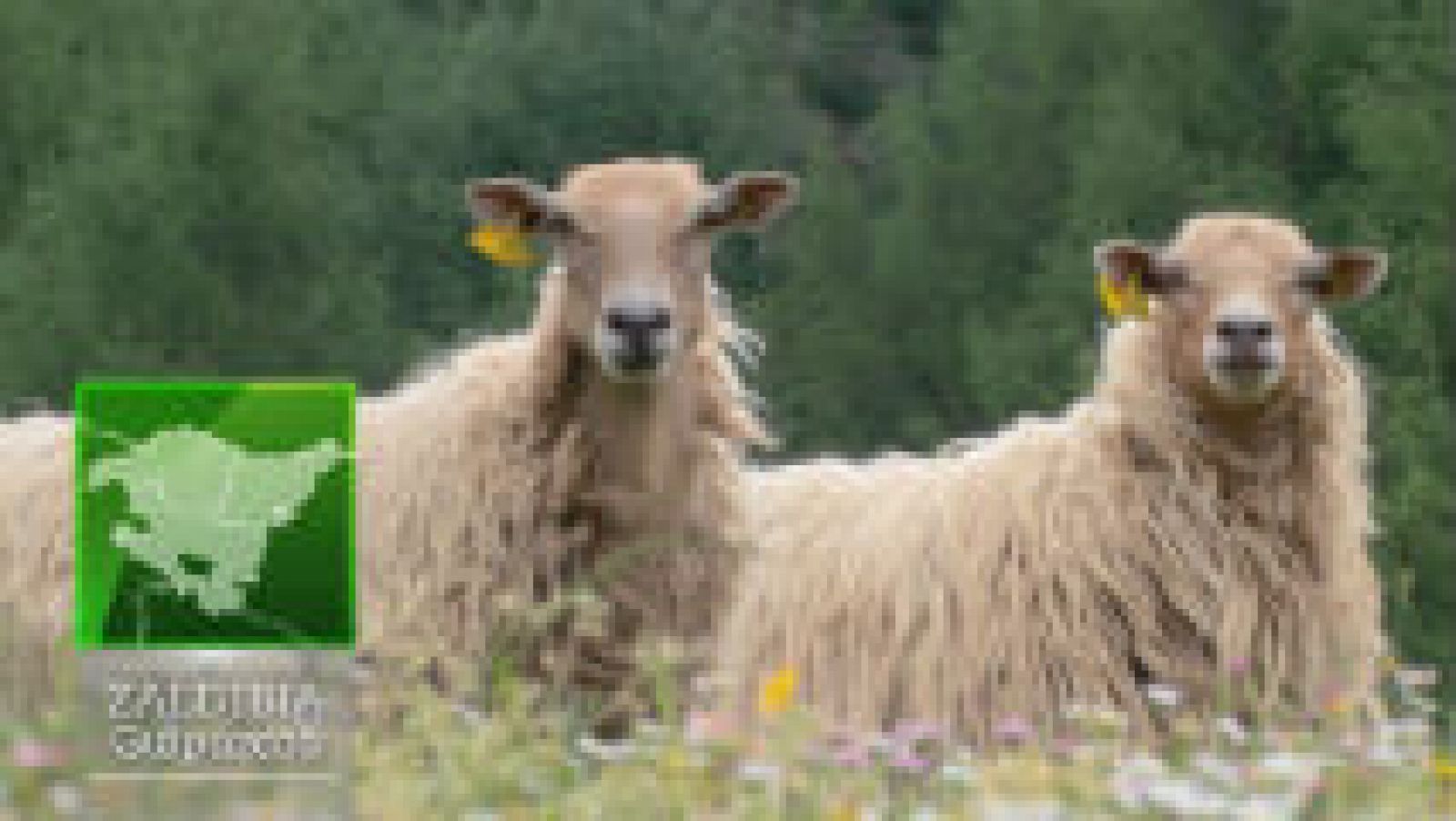 La oveja sasi ardi, emblema vasco