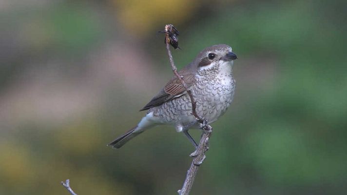 ¡Qué animal! - Ordesa y el Monte Perdido (Huesca)