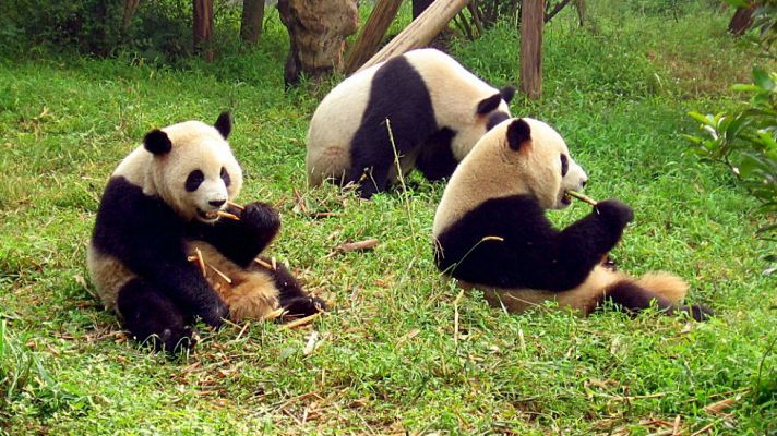 Vídeo: Sichuan, el poder de la naturaleza