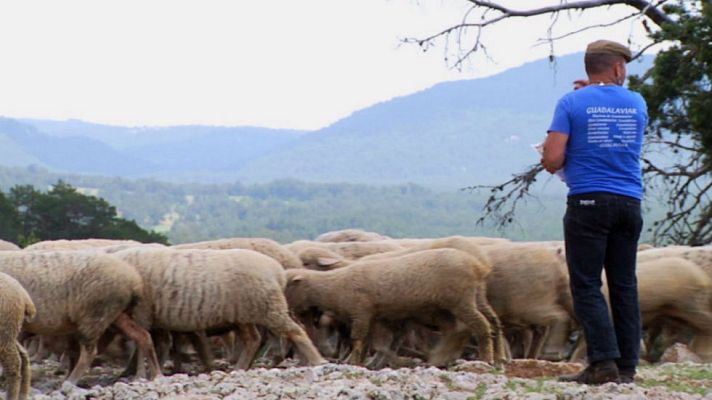 Aquí la Tierra - Amores trashumantes
