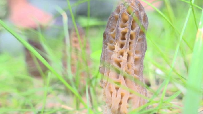 Aquí la Tierra - Una seta sin normas