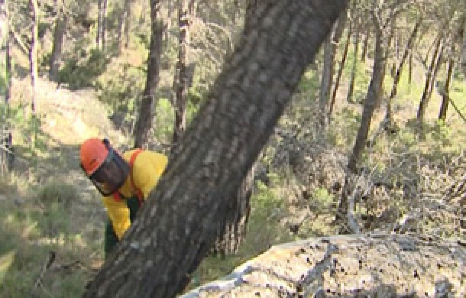 El escarabajo verde - De tal árbol, tal madera