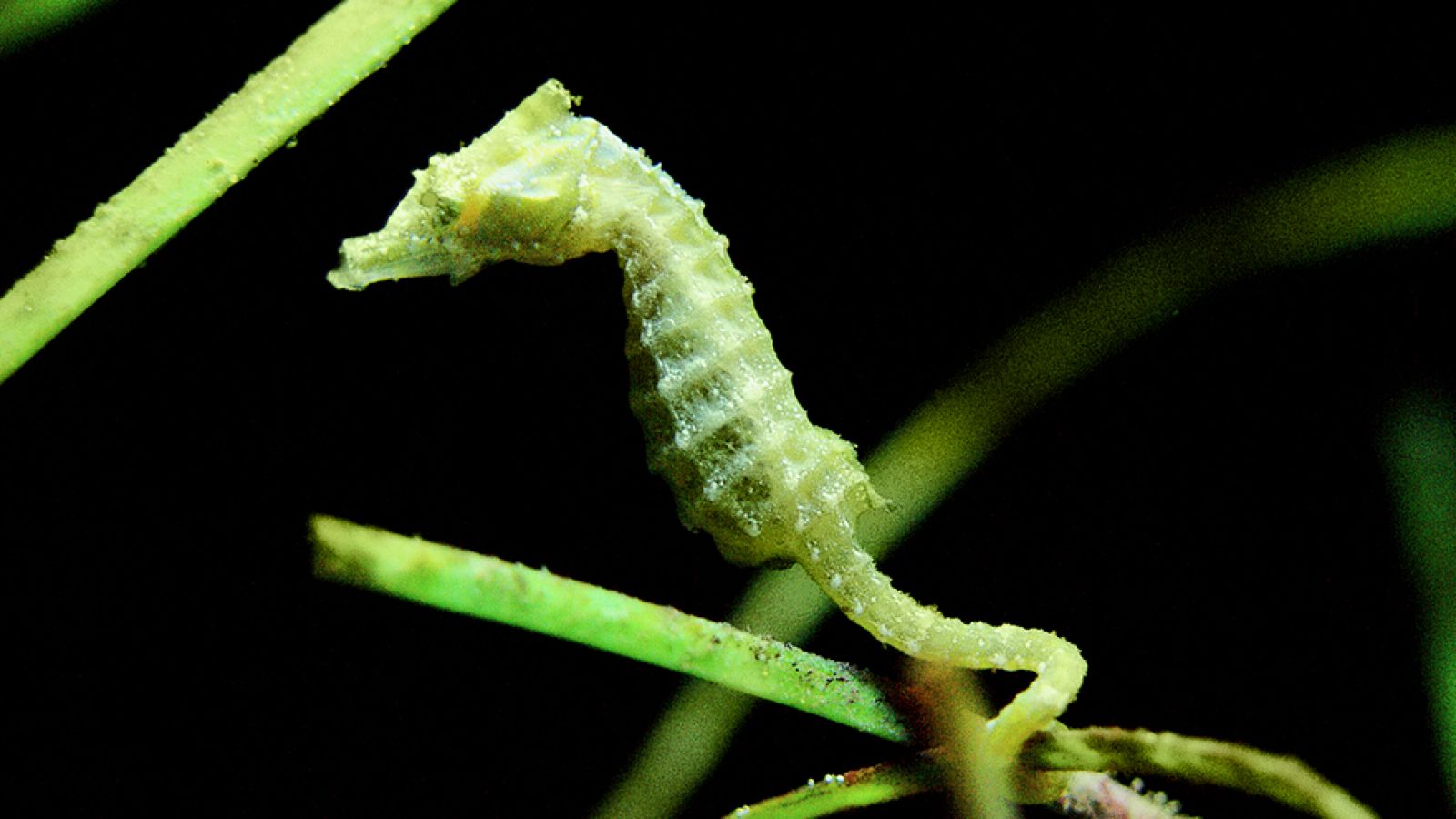 Grandes documentales - El planeta bajo el agua: El micromundo - ver ahora