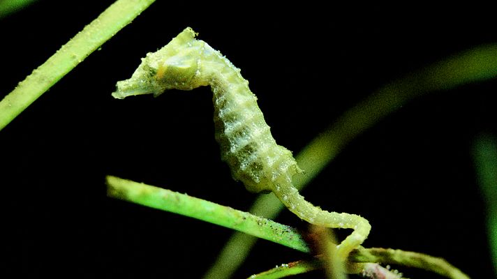 Grandes documentales - El planeta bajo el agua: El micromundo