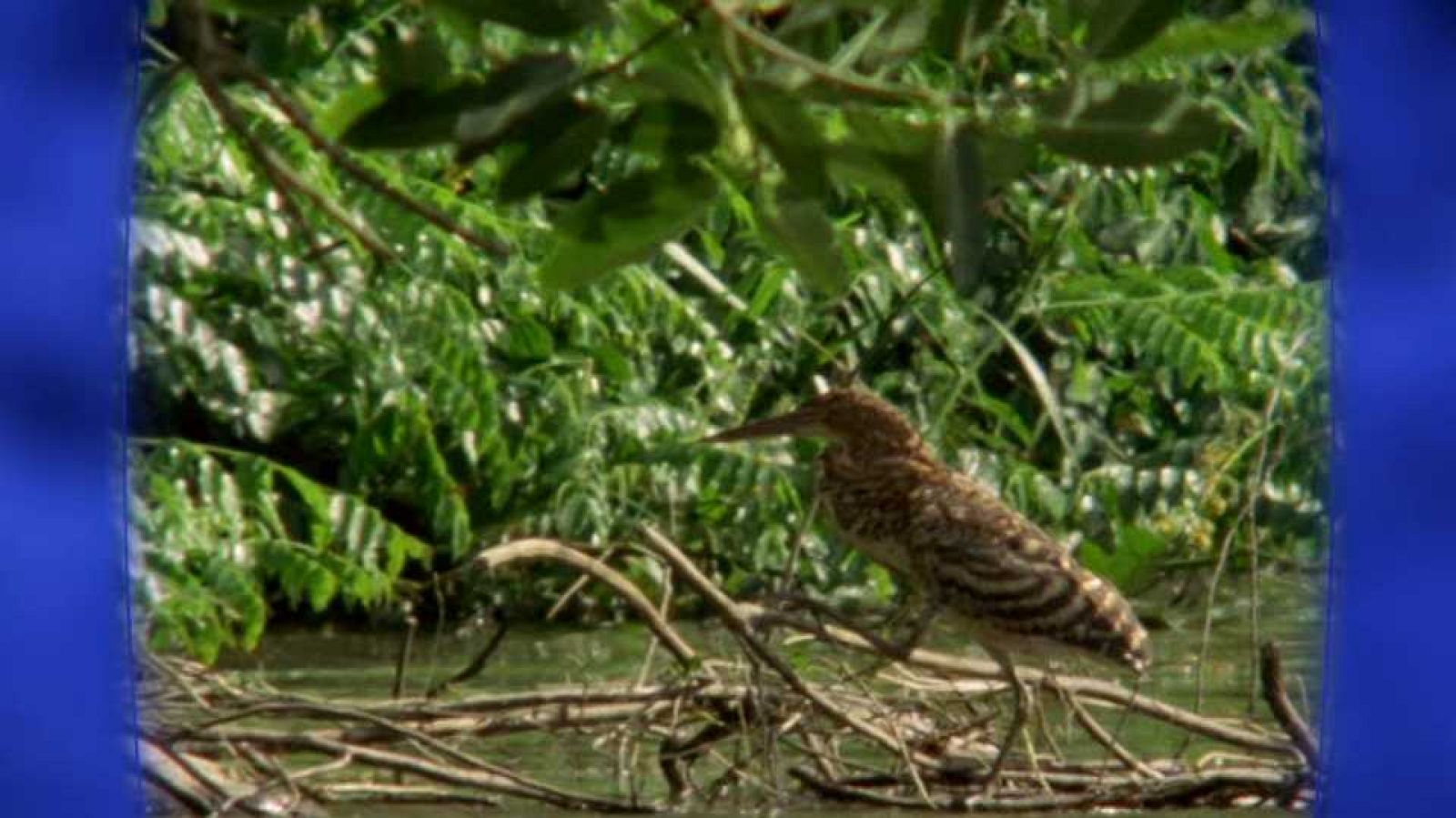 Unidos por el Patrimonio - Parque Nacional del Manú (Peru) - Ver ahora