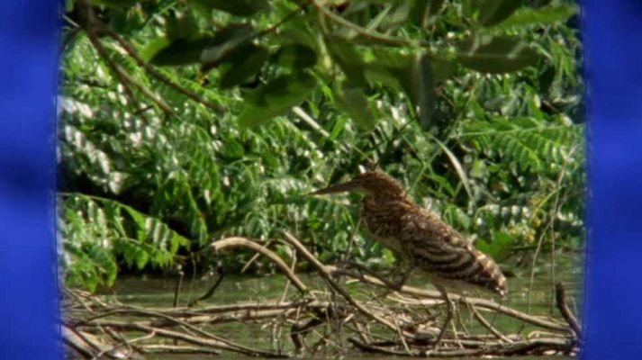 Unidos por el Patrimonio - Parque Nacional del Manú (Peru)