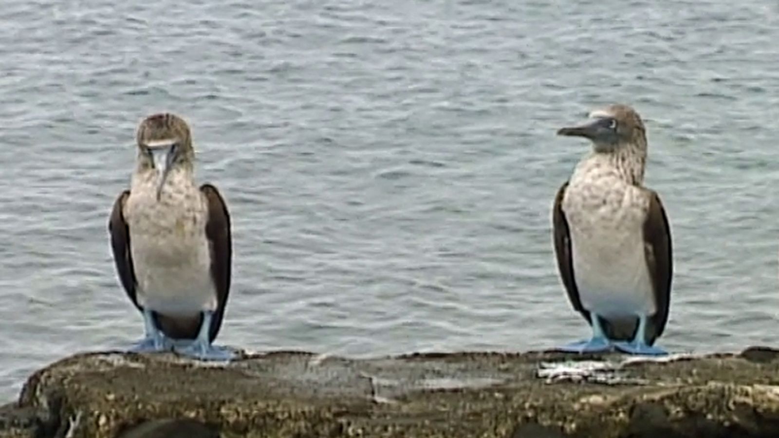 Unidos por el Patrimonio - Islas Galápagos (Ecuador)