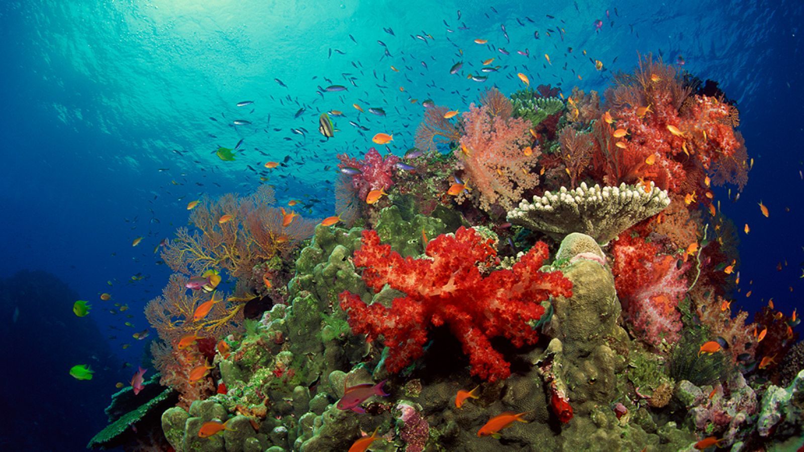 Grandes documentales - El planeta bajo el agua: Arrecifes - RTVE.es