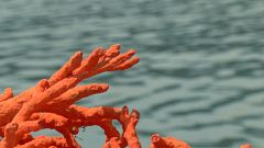 Aquí la tierra - Coral rojo, la joya del mar