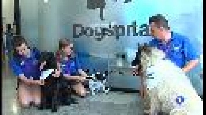 Informatiu Balear - Els cans, nous visitants a l'hospital de Can Misses